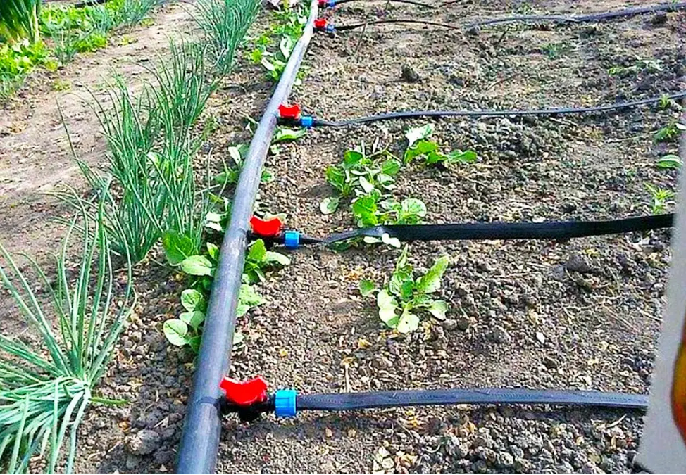 Организация правильного полива в теплице: какая вода нужна растениям  Организация правильного полива в теплице: какая вода нужна растениям